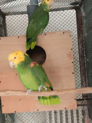 Papagali Oratrix Magna - imagine 2