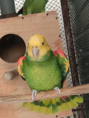 Papagali Oratrix Magna - imagine 3