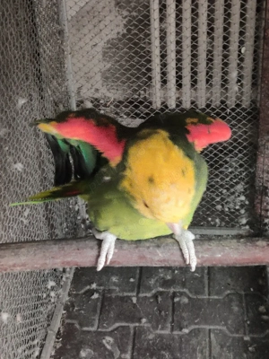 Papagali Oratrix Magna - imagine 4