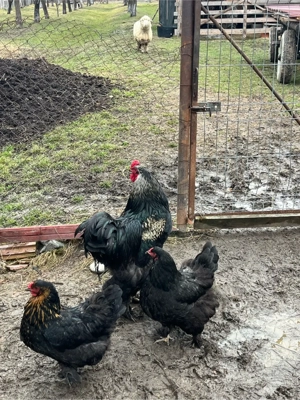 Vând cocoș brahma  - imagine 3