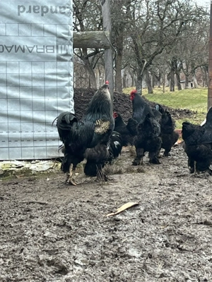 Vând cocoș brahma  - imagine 2