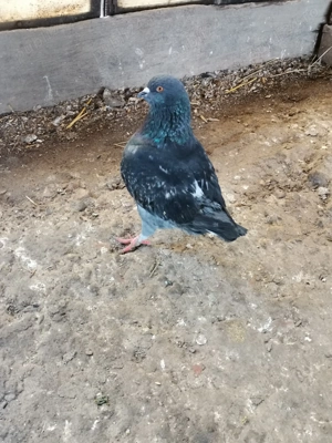 Vând porumbei kingi - imagine 2