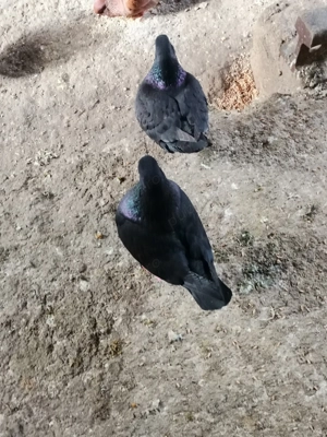 Vând porumbei kingi - imagine 3