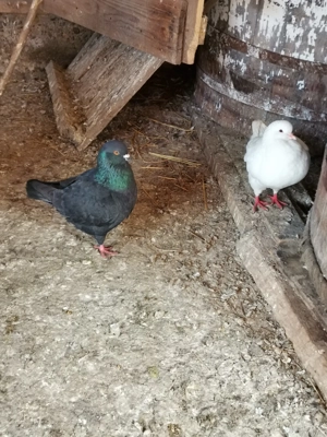 Vând porumbei kingi - imagine 4