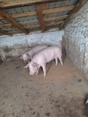 Disponibili 60-70 kg - imagine 3