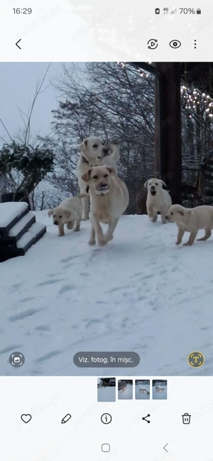 catei labrador - imagine 3