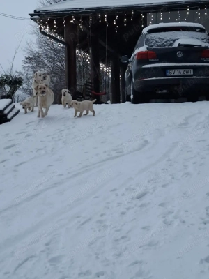 catei labrador - imagine 2