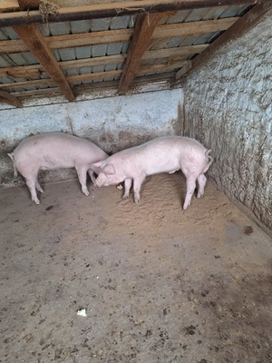 Disponibili 60-70 kg - imagine 5