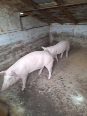 Disponibili 60-70 kg