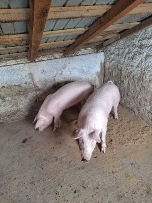 Disponibili 60-70 kg - imagine 4