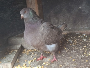 Porumbei king - imagine 3