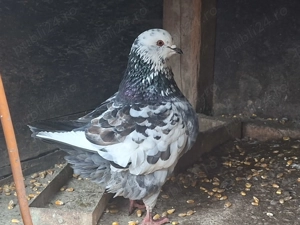 Porumbei king - imagine 2