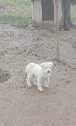 Femelă ciobănesc carpatin - imagine 3