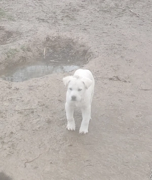 Femelă ciobănesc carpatin - imagine 2