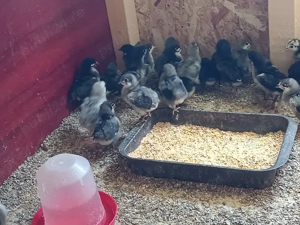 Ouă de incubat, rasa australorp  - imagine 3