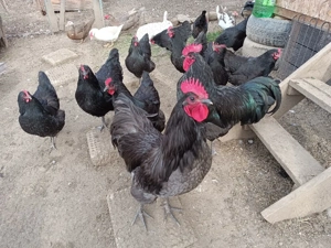 Ouă de incubat, rasa australorp  - imagine 4