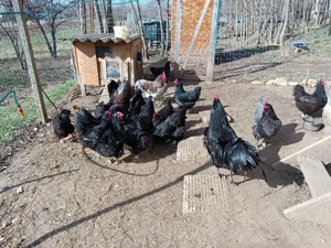 Ouă de incubat, rasa australorp  - imagine 5