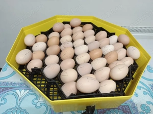 Ouă de incubat, rasa australorp  - imagine 2