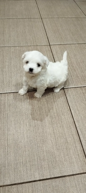 bichon maltese mini toy  - imagine 3