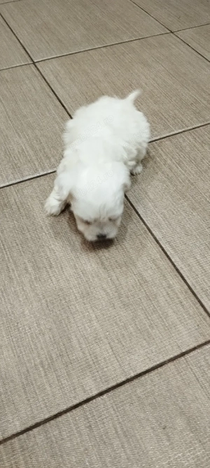 bichon maltese mini toy  - imagine 2