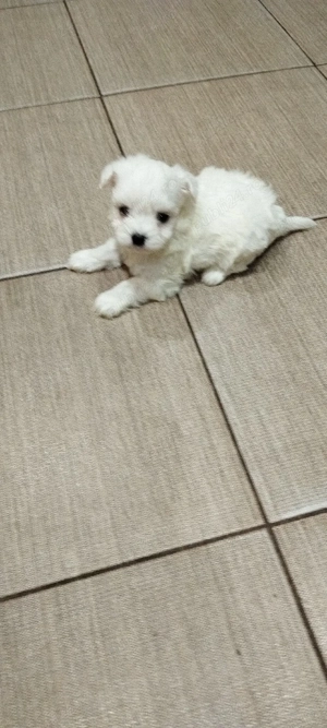 bichon maltese mini toy  - imagine 4