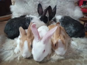 Iepuri rasa hycole  - imagine 4