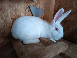 Iepuri rasa hycole  - imagine 5