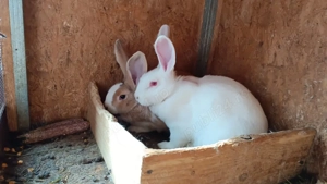 Iepuri rasa hycole  - imagine 1