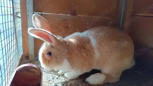 Iepuri rasa hycole  - imagine 3