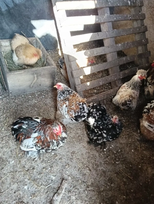 cochinchina pitic moțate și normale 