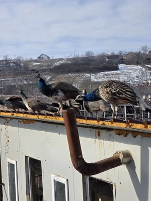 Vind Pauni tiner 2025 - imagine 3