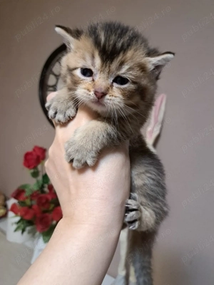 British shorthair chinchila golden  - imagine 3