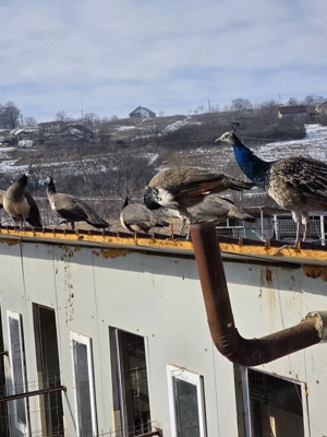 Vind Pauni tiner 2025 - imagine 4