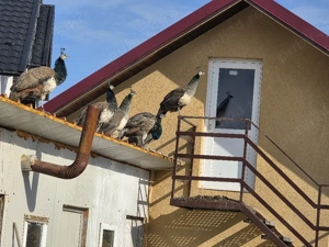 Vind Pauni tiner 2025 - imagine 2