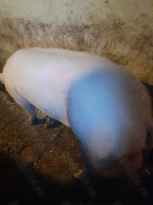 Vind Vier de monta rasa Marele Alb cu Pietrean 