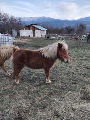 ponei de vanzare  - imagine 2