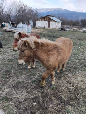 ponei de vanzare  - imagine 3