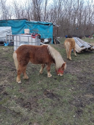 ponei de vanzare  - imagine 4