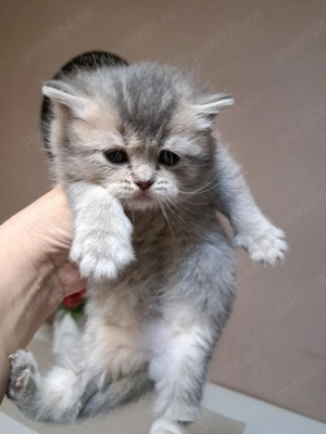 British chinchila blue 