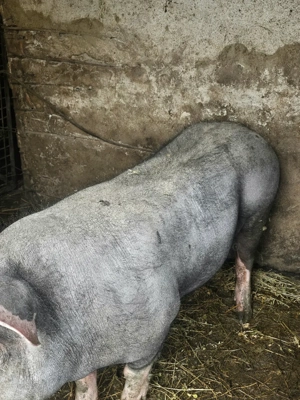 Vand purcea pietrain  - imagine 2