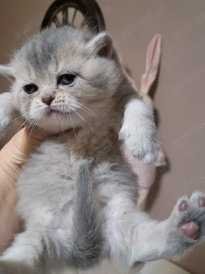 British chinchila blue  - imagine 2