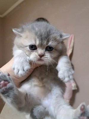 British chinchila blue 