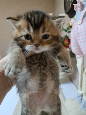 British shorthair chinchila golden  - imagine 3