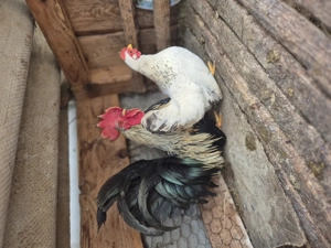 Un cocosel  chabo si o gainusa . - imagine 2