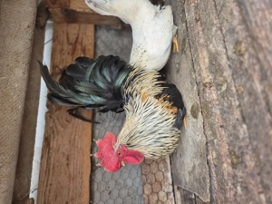 Un cocosel  chabo si o gainusa . - imagine 4