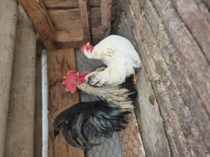 Un cocosel  chabo si o gainusa .