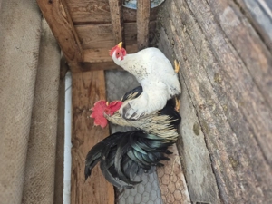 Un cocosel  chabo si o gainusa . - imagine 3