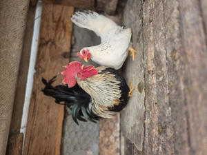 Un cocosel  chabo si o gainusa . - imagine 5