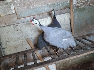 De vânzare bibilici  - imagine 2