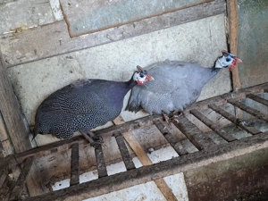 De vânzare bibilici  - imagine 3